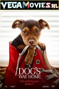 a dogs way home 2019 , TheMoviesFlix - TheMoviesFlix.Digital